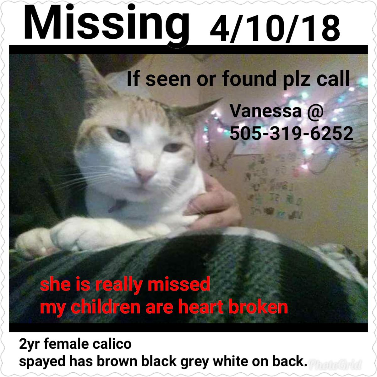 Image of Tinkerbell, Lost Cat
