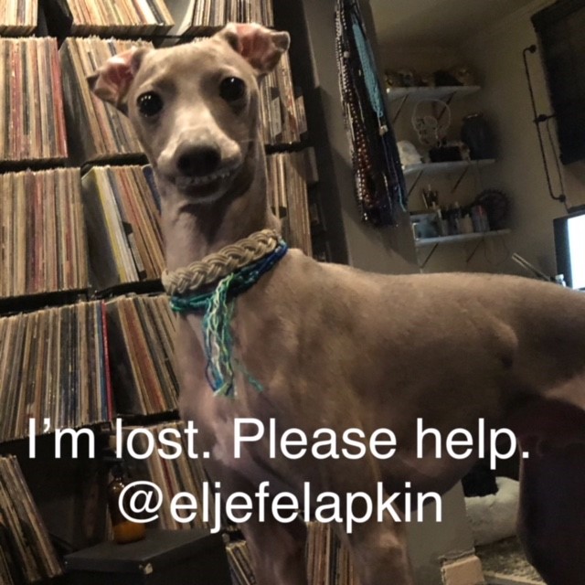 Image of El Jefe, Lost Dog