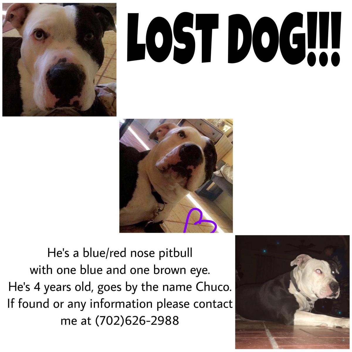 Image of Chuco, Lost Dog
