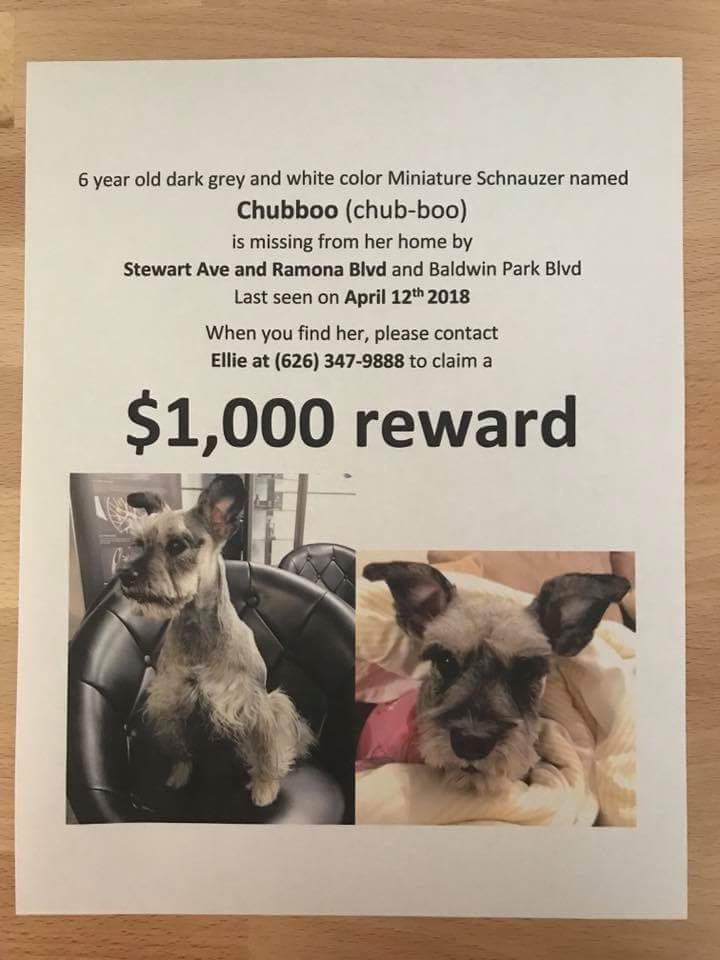 Image of Chubboo, Lost Dog