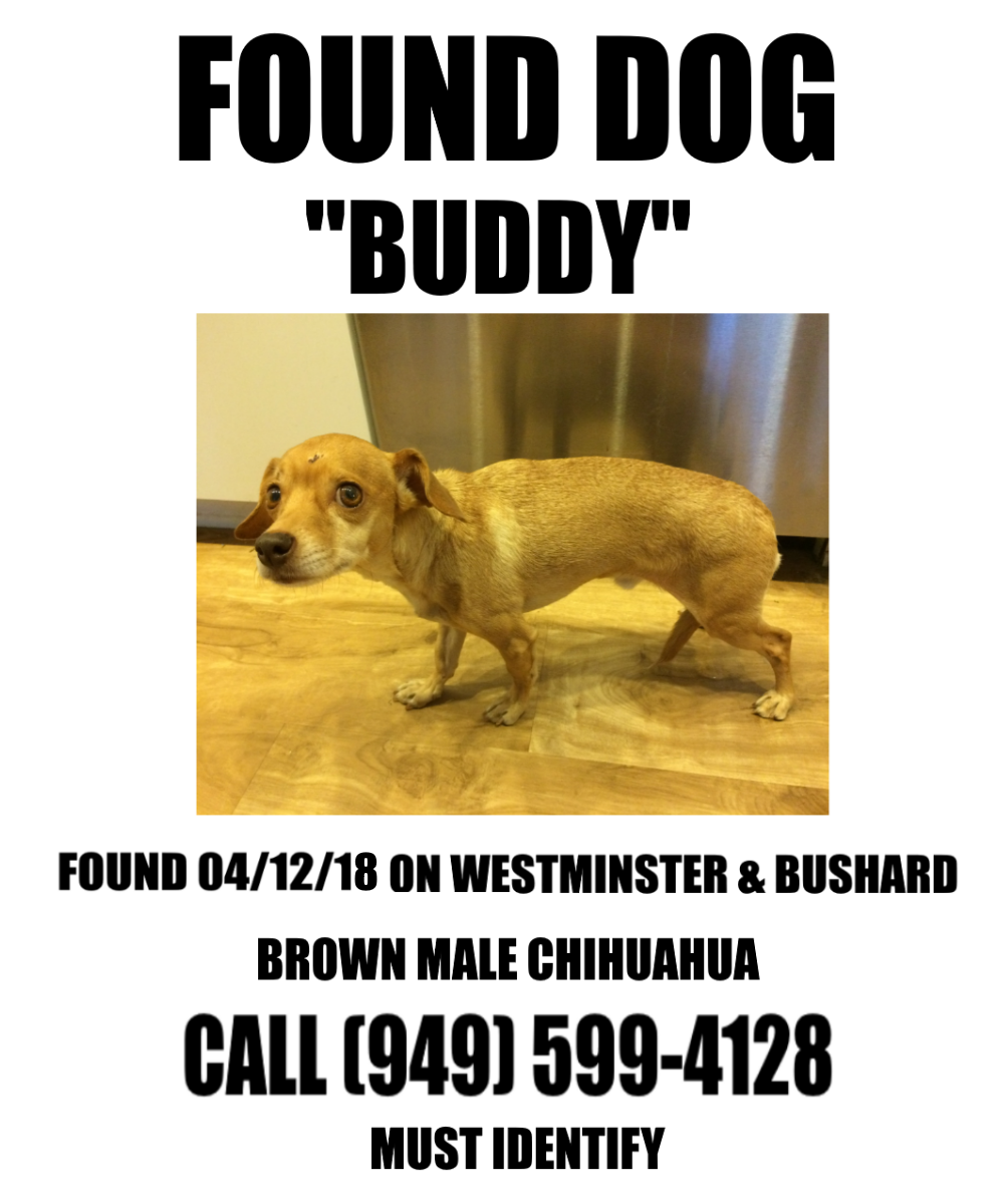 Image of Buddy, Found Dog