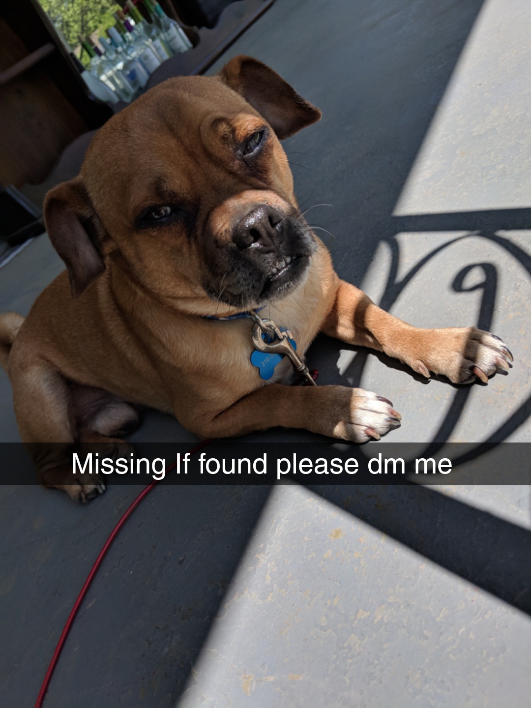Image of Benson, Lost Dog