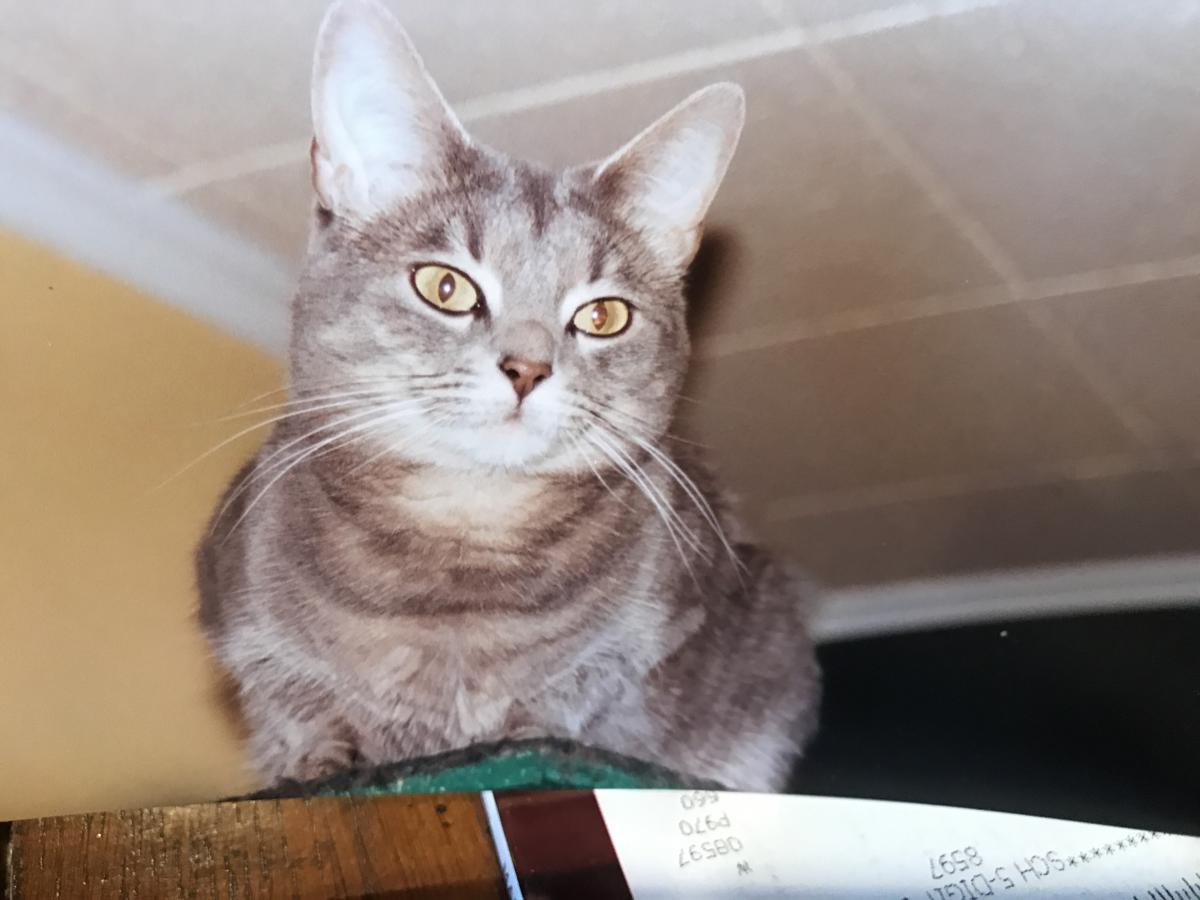 Image of Tessa (grey tabby), Lost Cat