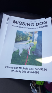 Image of ritchie, Lost Dog
