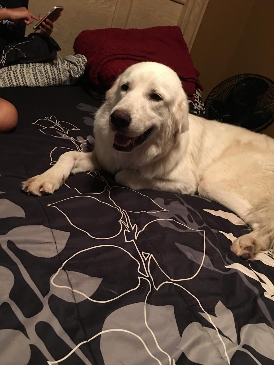 Image of Wimberley, Lost Dog