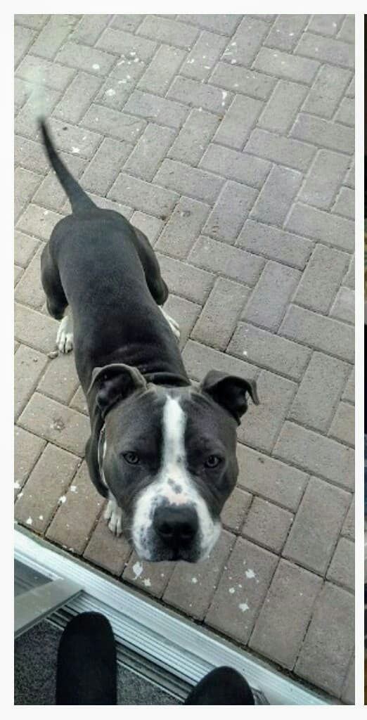 Image of Bubba Lou, Lost Dog