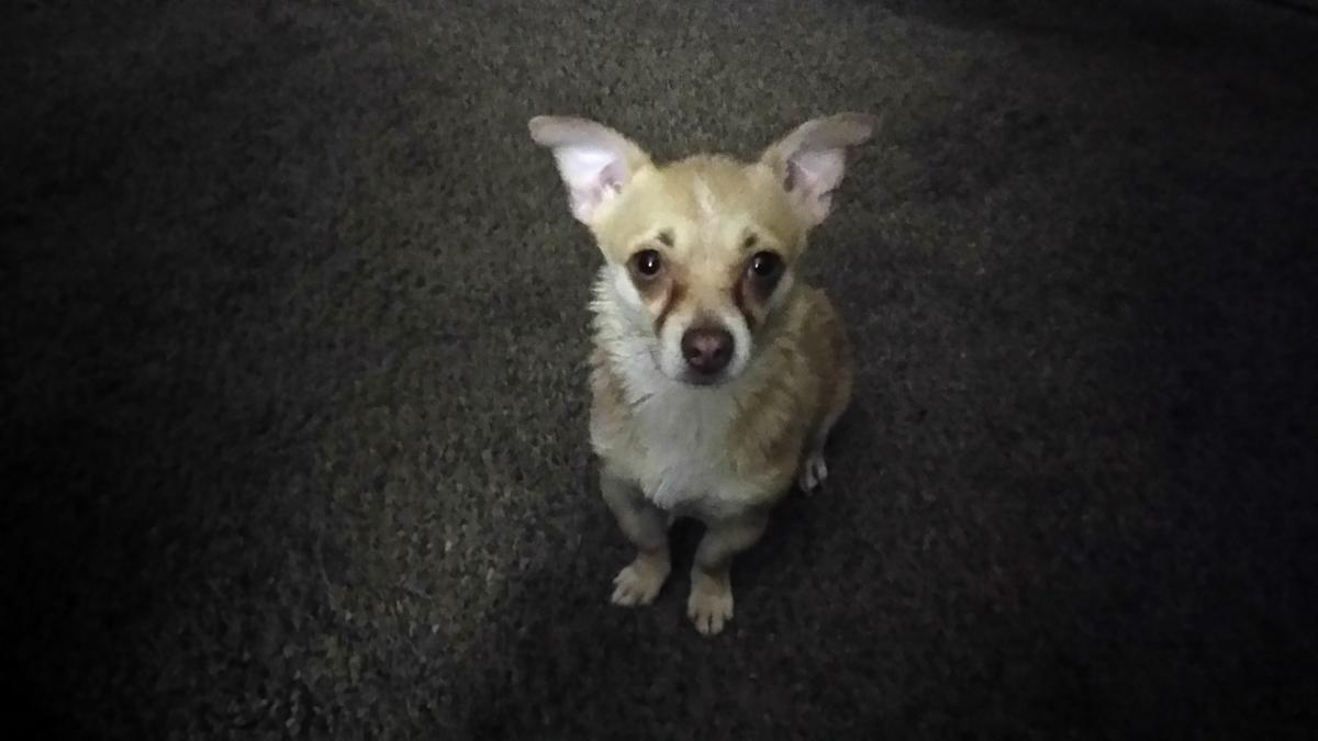 Image of Taffy or Poopy, Lost Dog