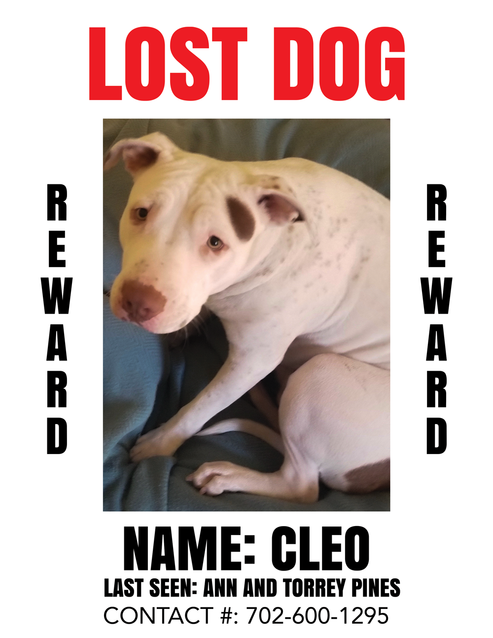 Image of Cleo, Lost Dog