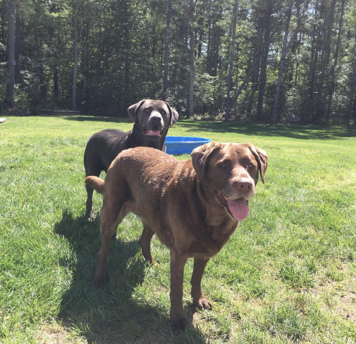 Image of Stella and Marley, Lost Dog