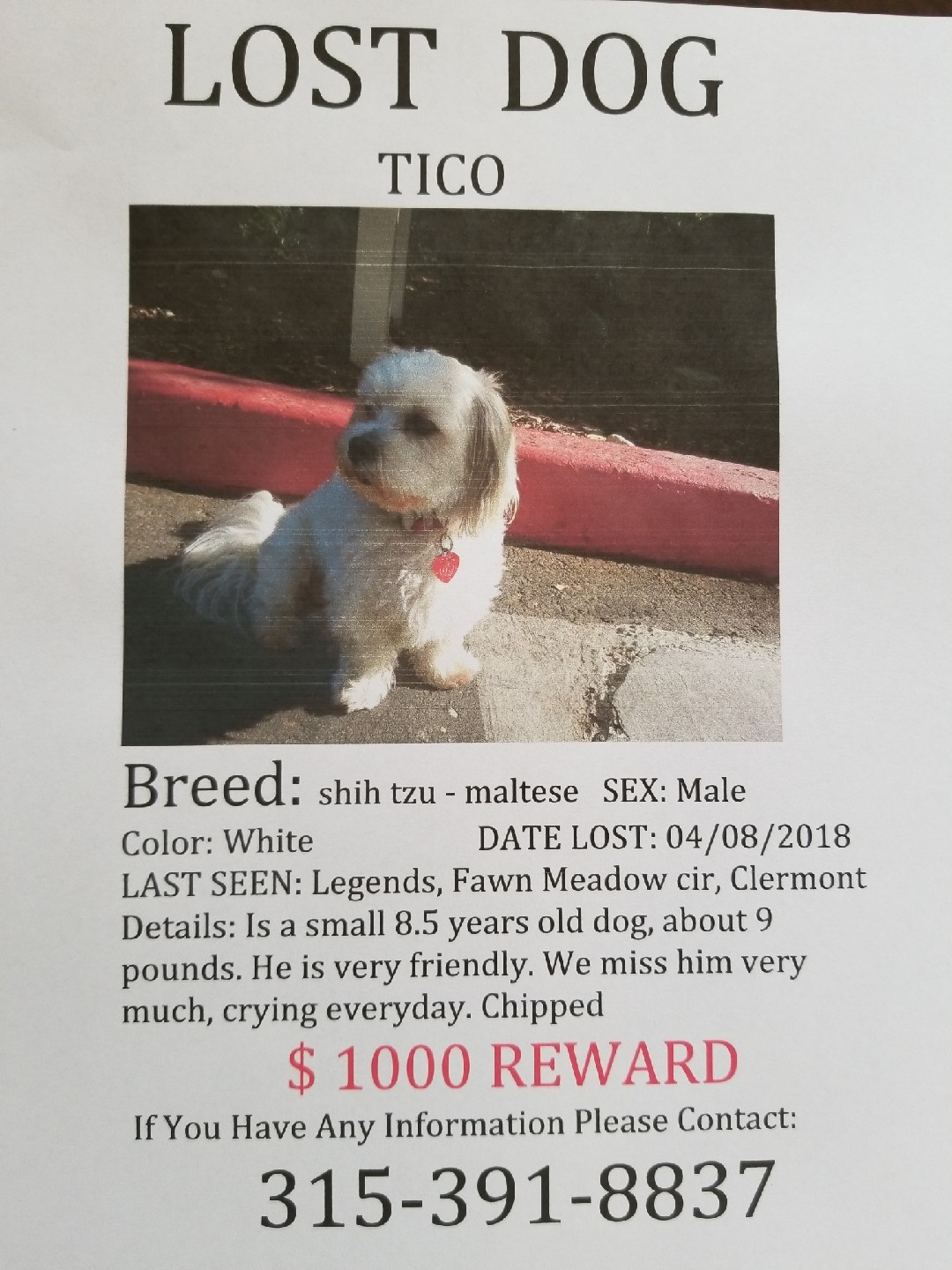 Image of Tico, Lost Dog