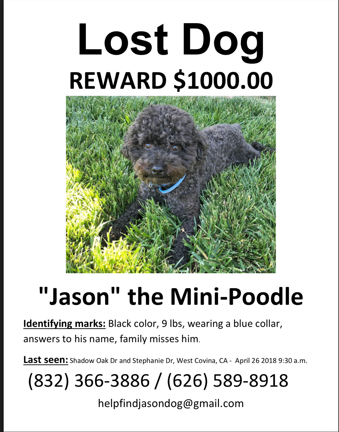 Image of Jason, Lost Dog