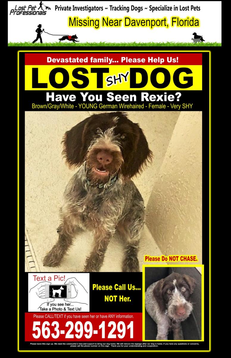 Image of Rexie, Lost Dog