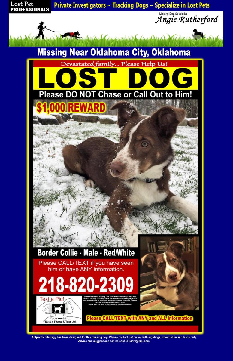 Image of Brisby, Lost Dog