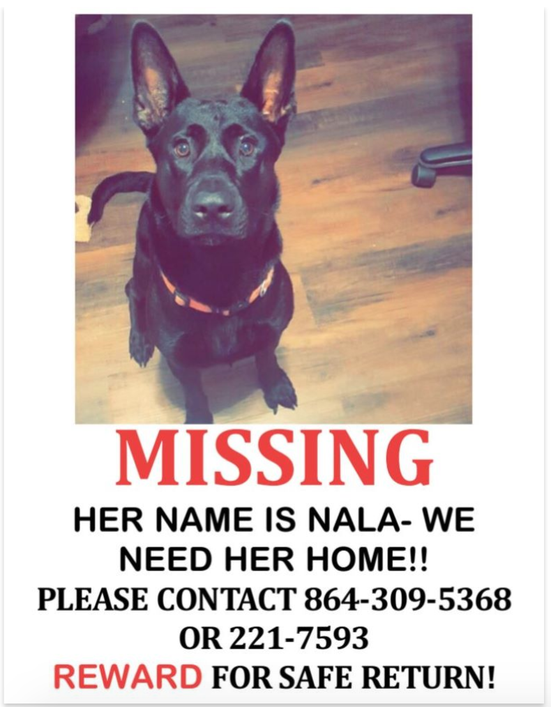 Image of Nala Elizabeth, Lost Dog