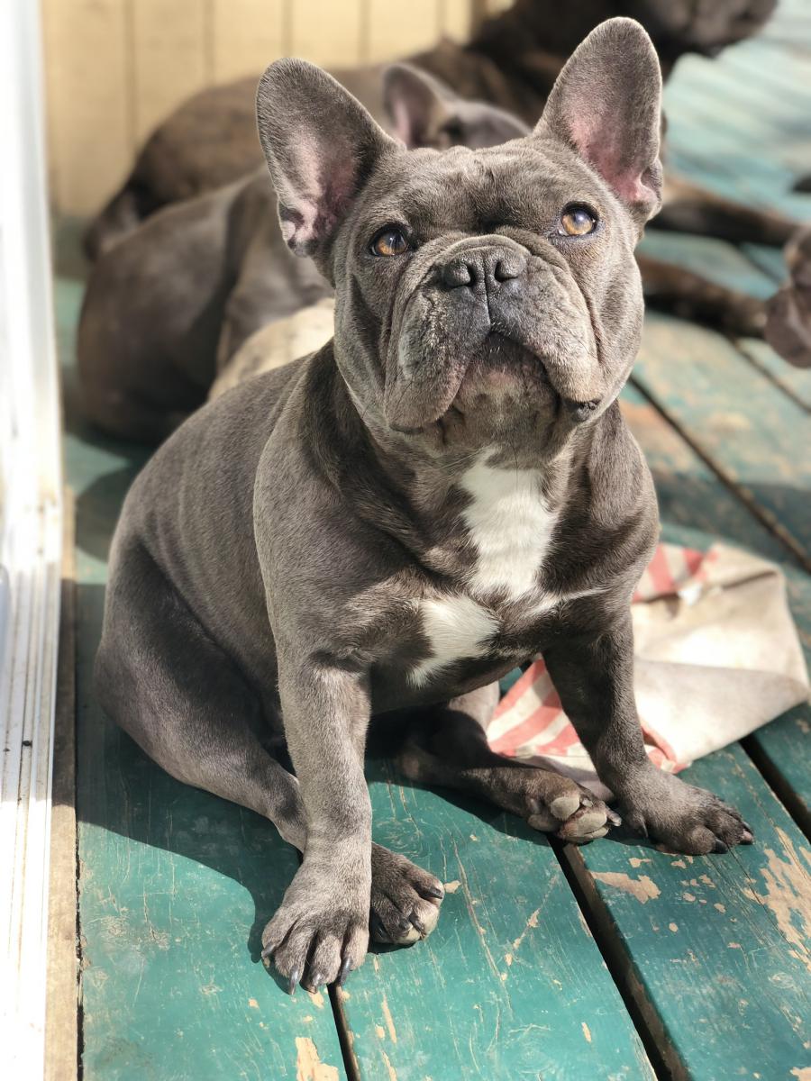Lost Dog French Bulldog in KANSAS CITY, MO - Lost My Doggie