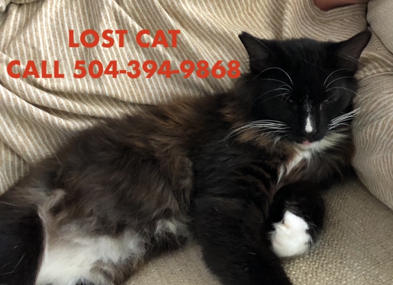Image of Ozzy, Lost Cat