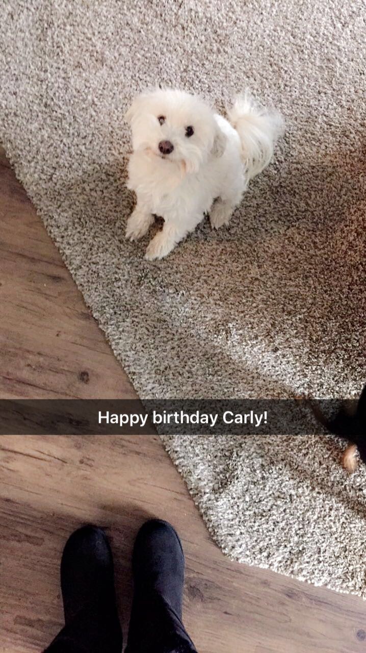 Image of Carly, Lost Dog