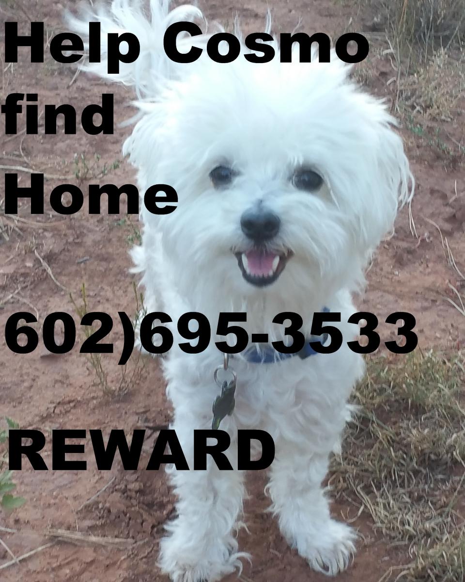 Image of COSMO, Lost Dog