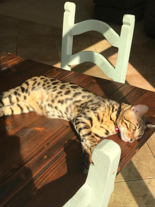 Image of Freddie, Lost Cat