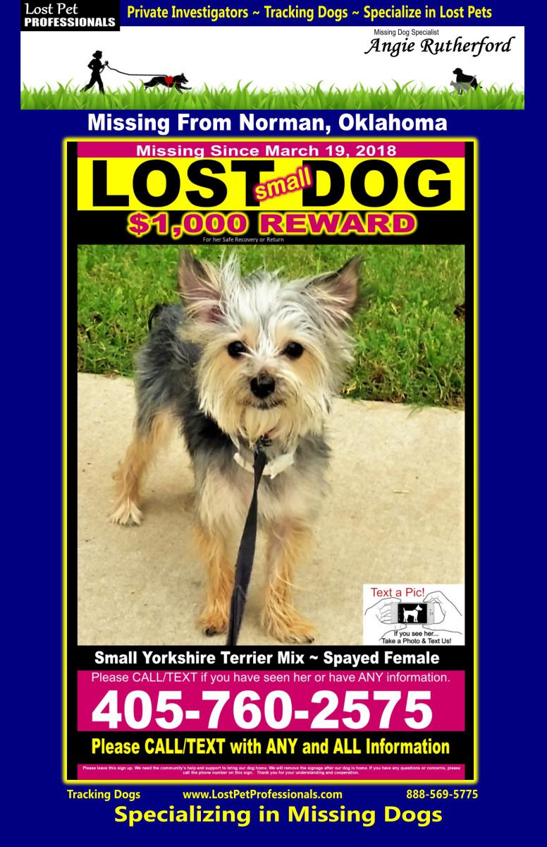 Image of Izzy, Lost Dog