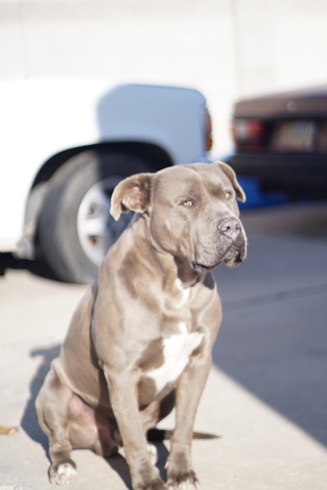 Image of SUEDE (GRAY PITT BUL, Lost Dog