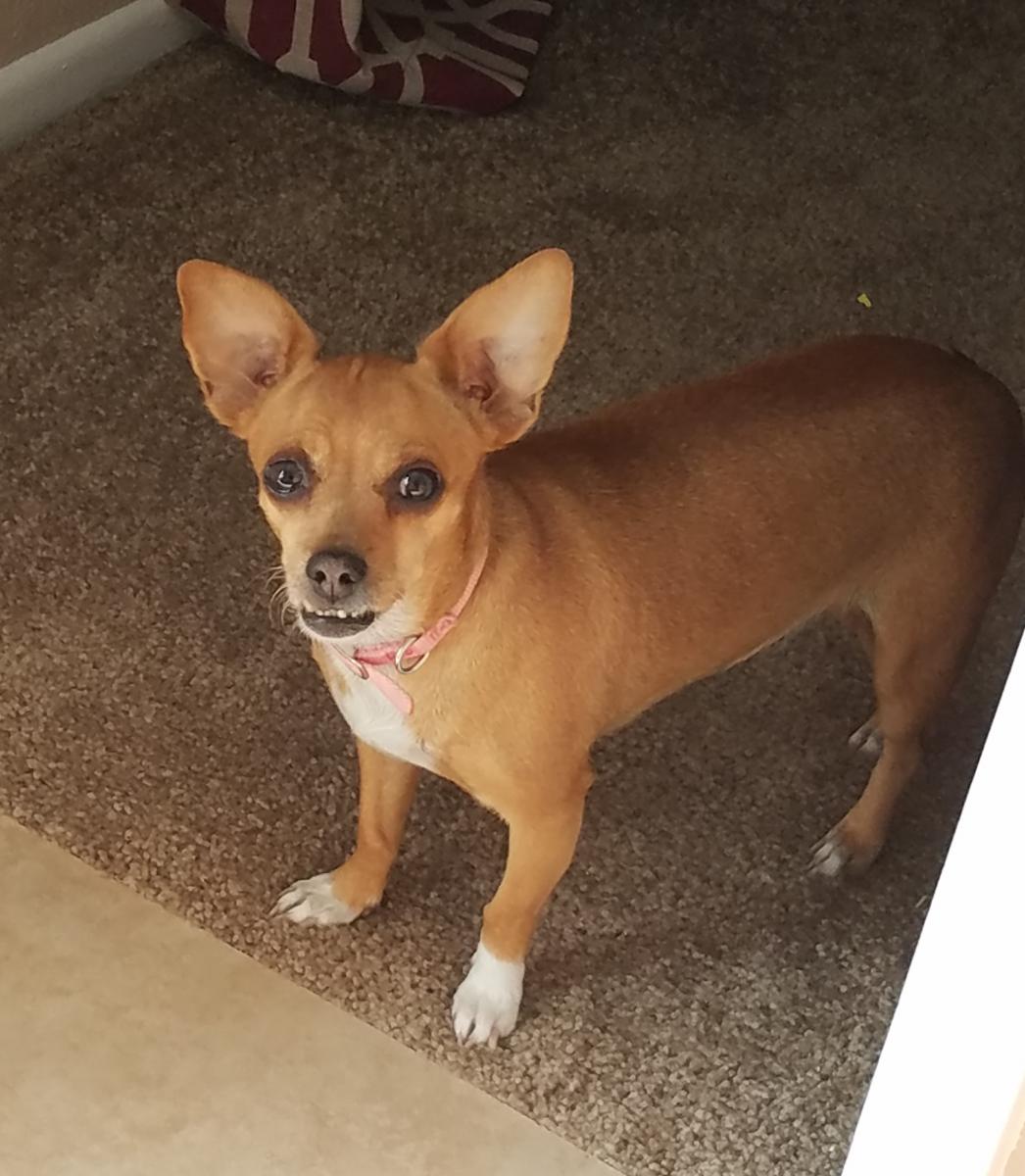 Image of Pippy, Lost Dog