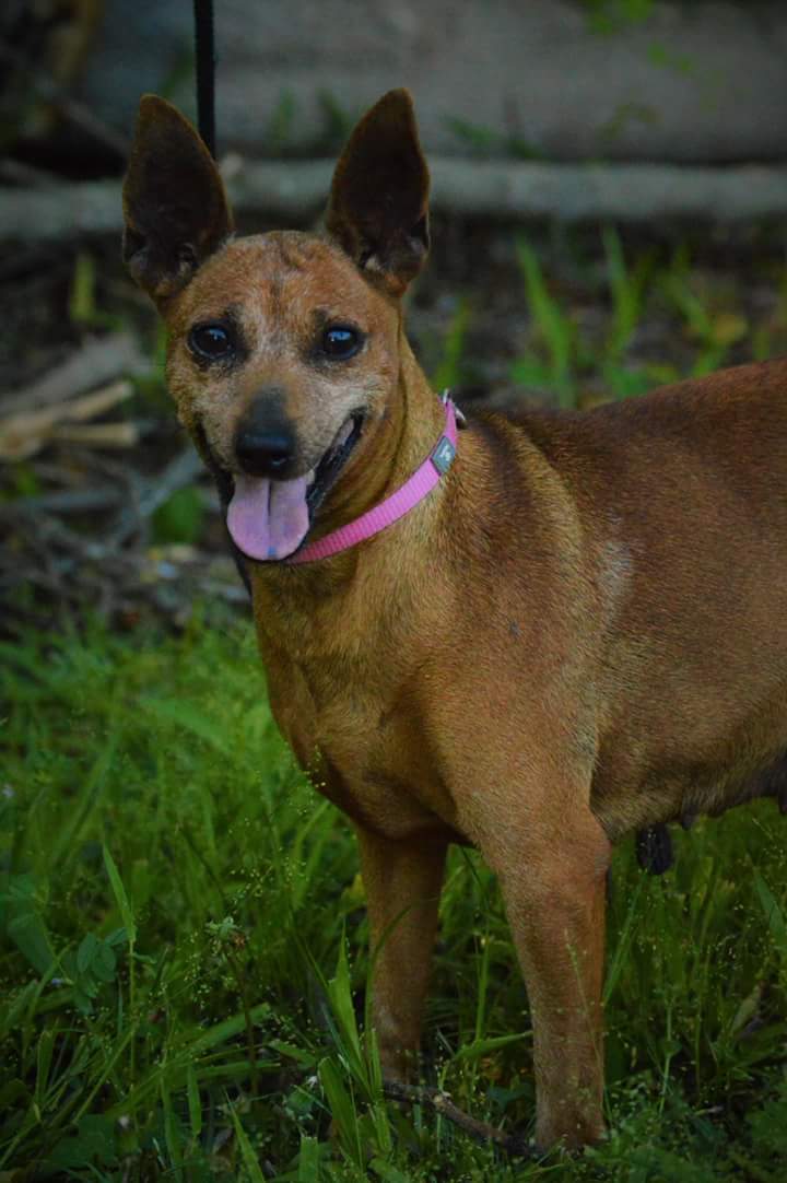 Image of Penelope, Lost Dog