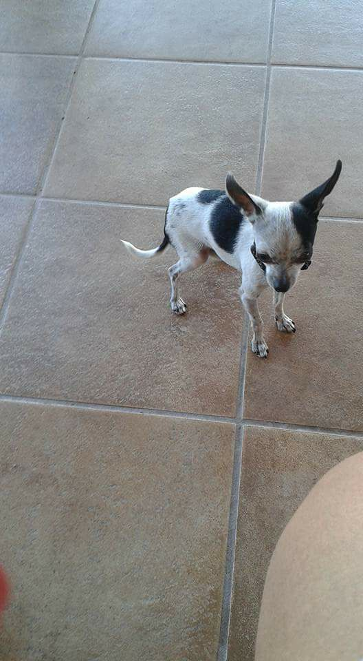 Image of Chente, Lost Dog
