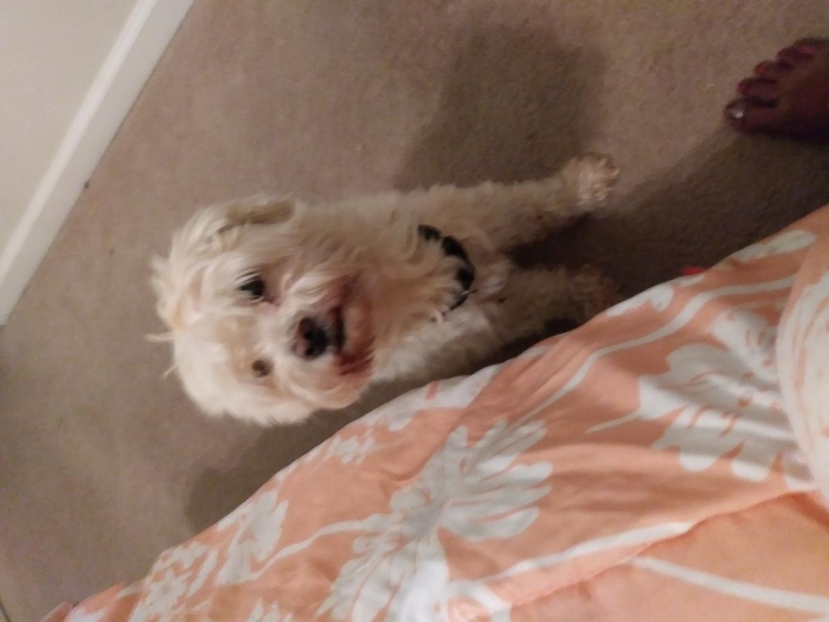 Image of Tootie, Lost Dog