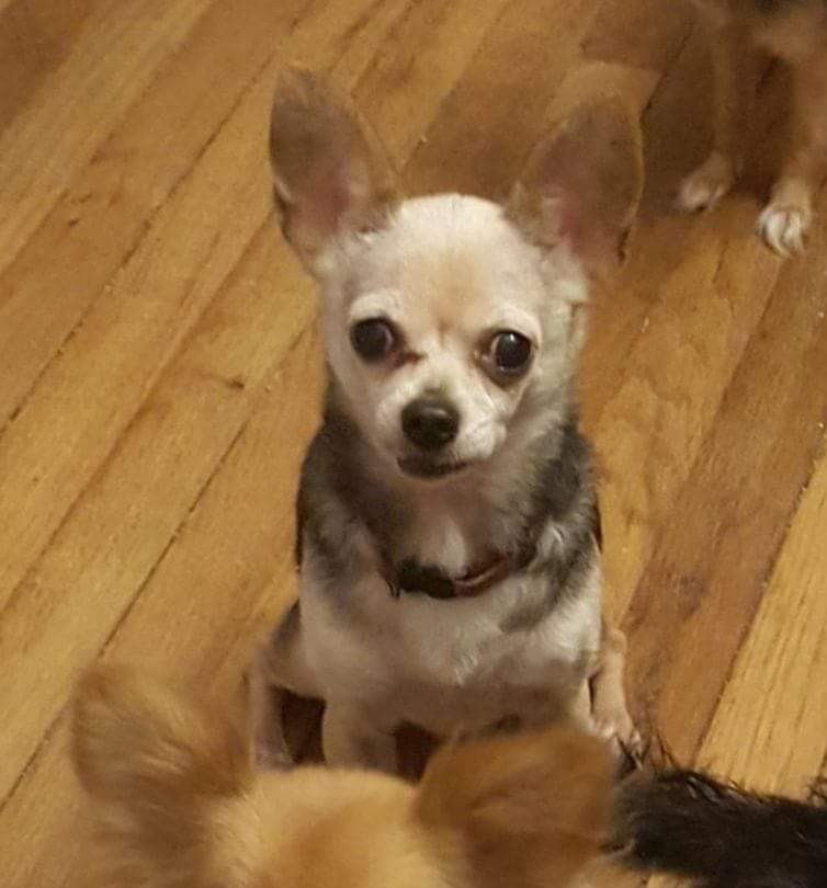 Image of ZZ, Lost Dog