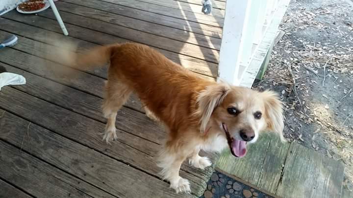 Image of JD, Lost Dog