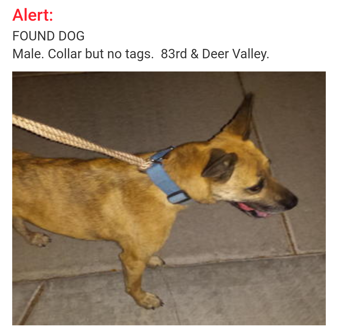 Image of Unknown , Found Dog