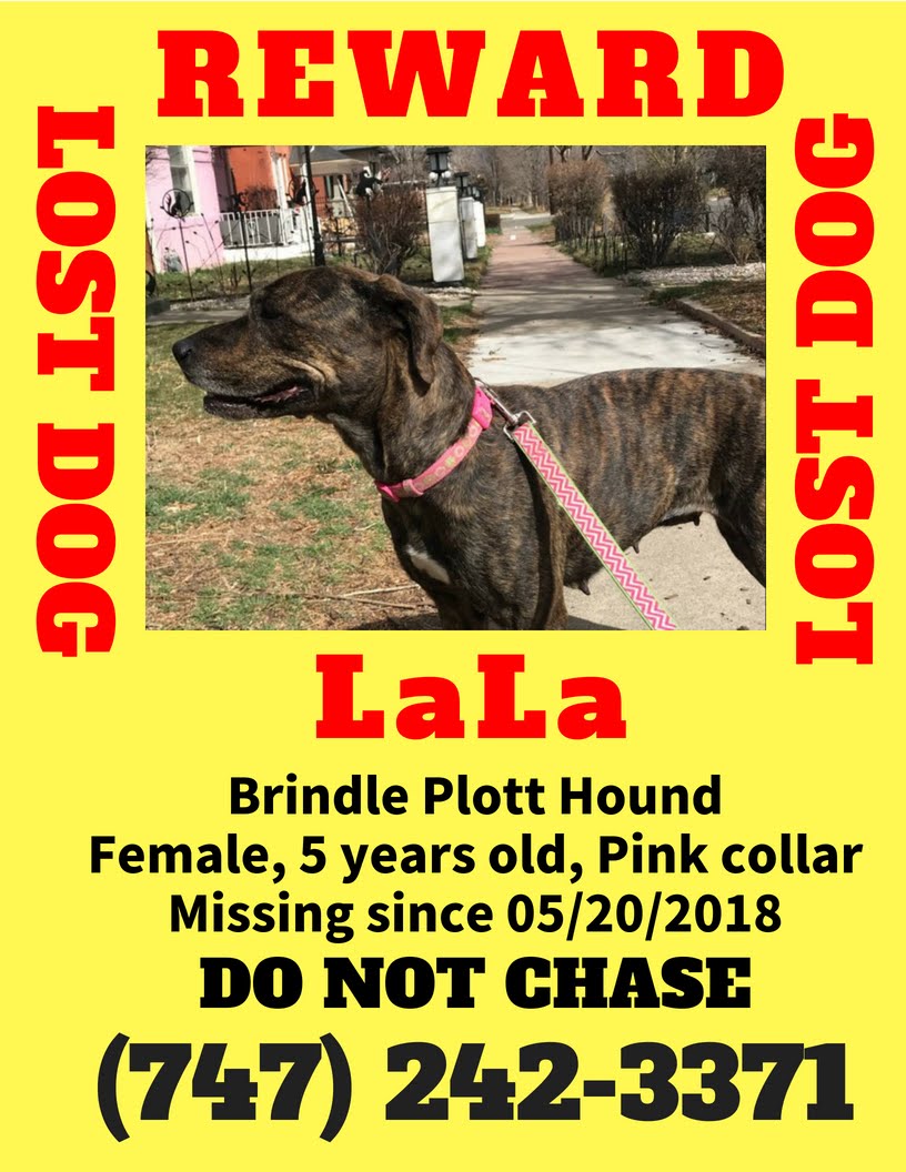 Image of LaLa, Lost Dog