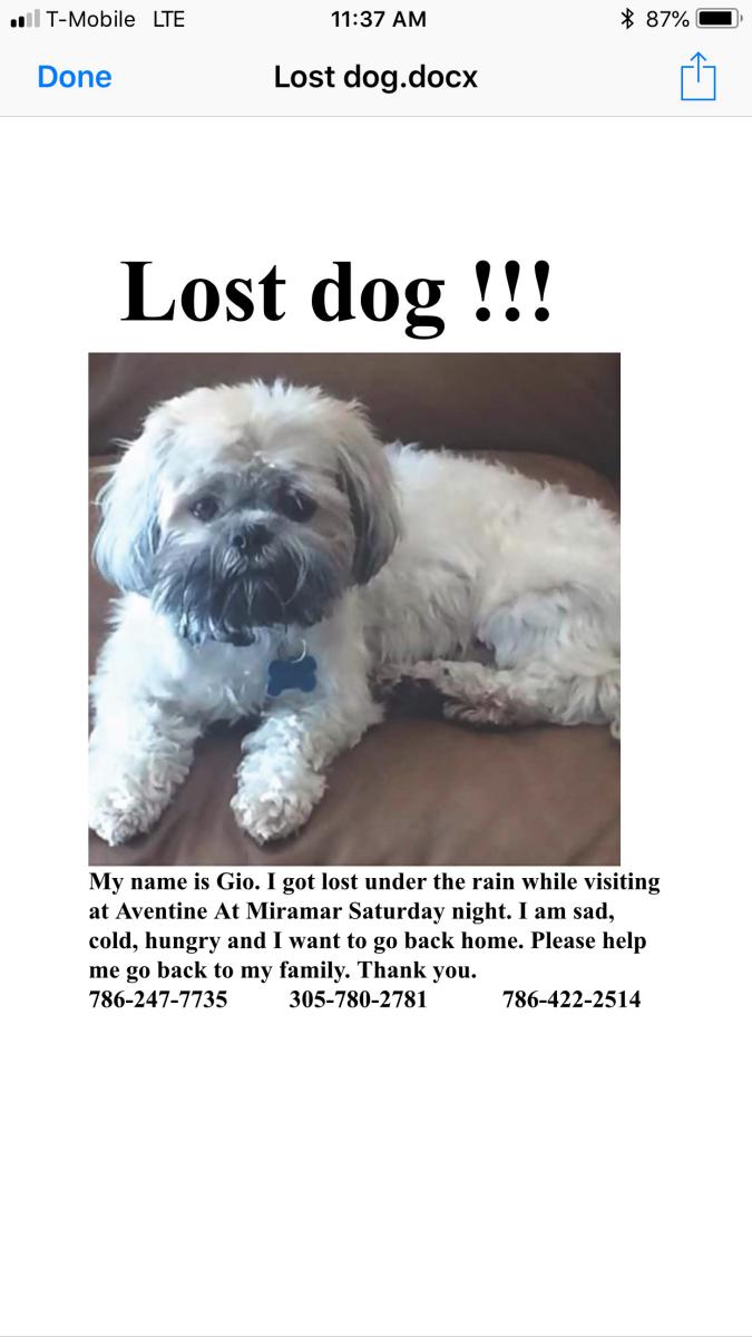 Image of Gio, Lost Dog