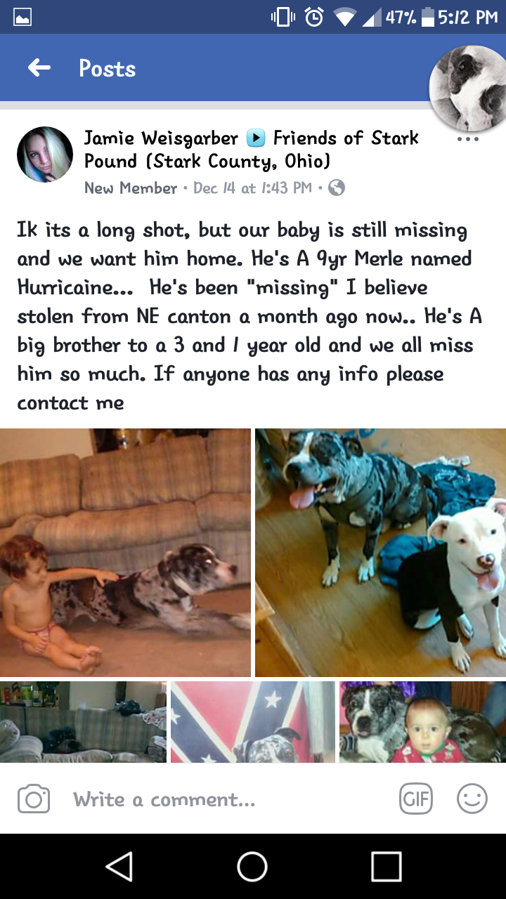Image of Hurricaine, Lost Dog