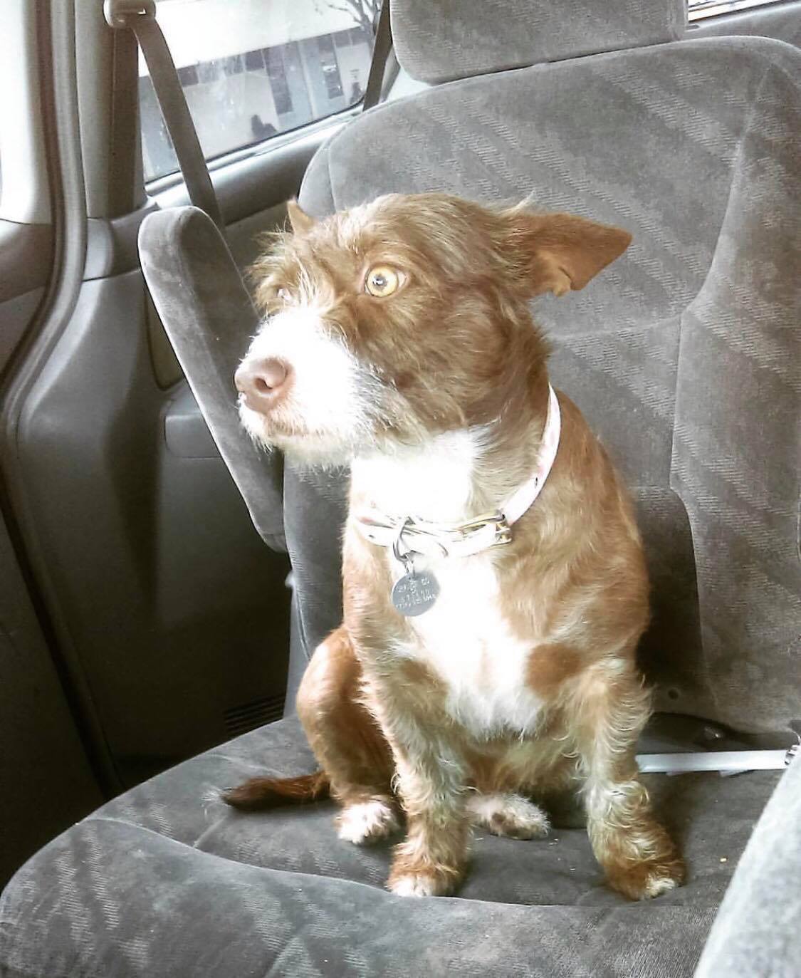 Image of Snooki, Lost Dog