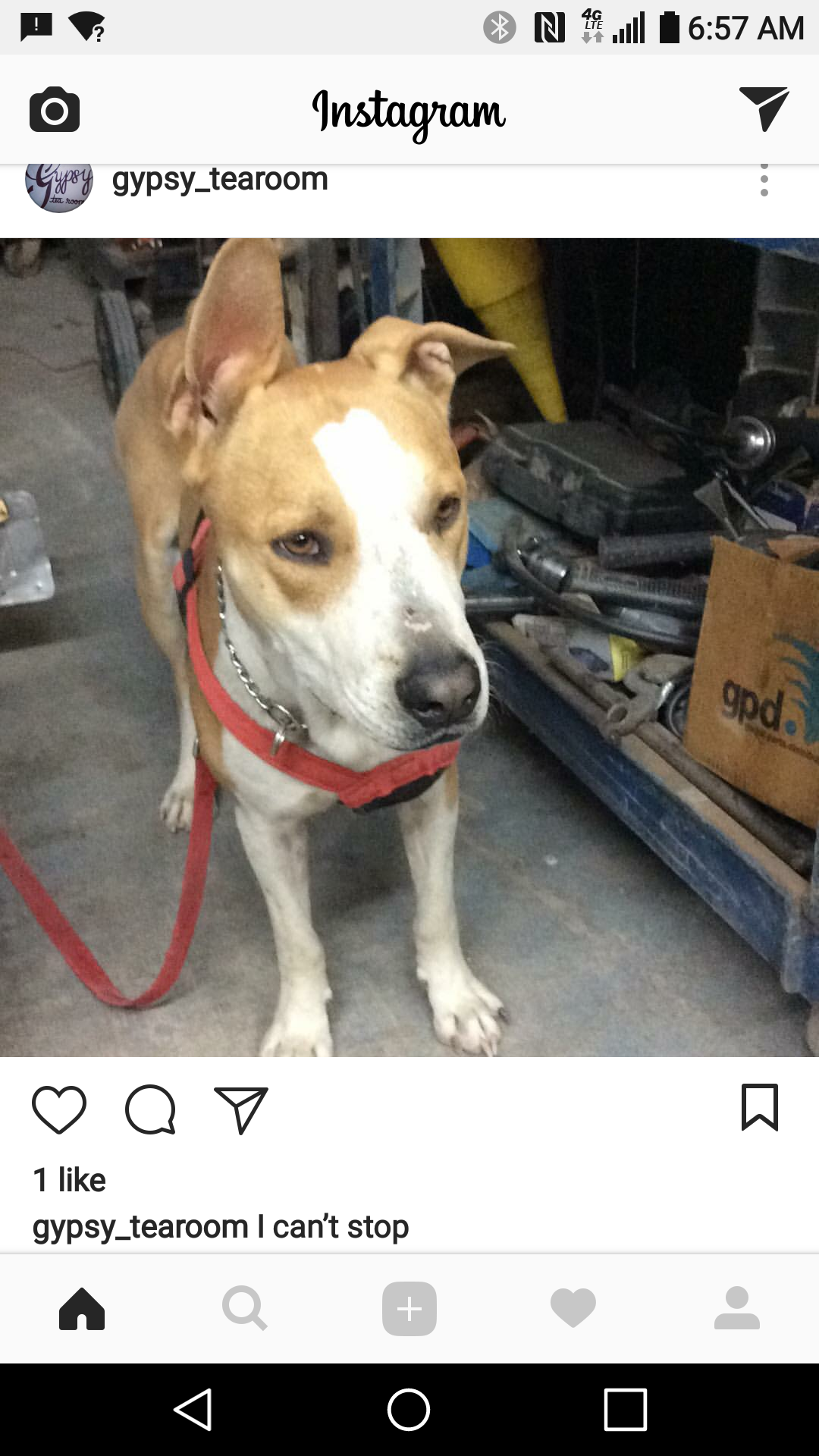 Image of Sunny, Lost Dog