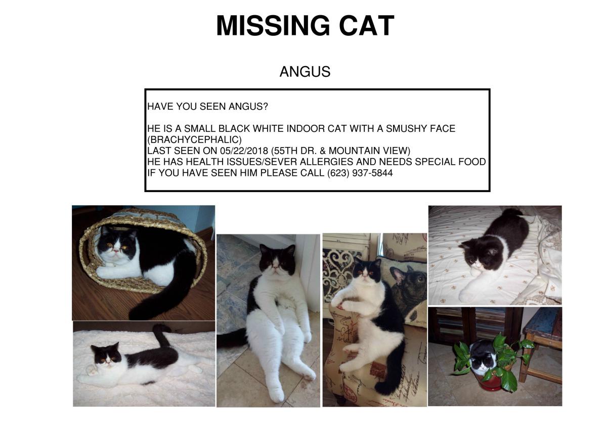 Image of Angus, Lost Cat