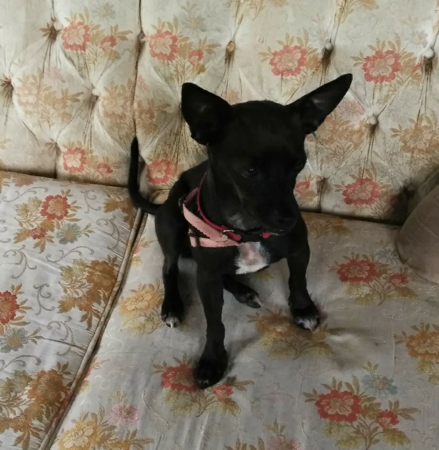 Image of Unknown small black, Found Dog