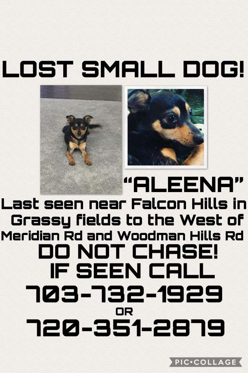 Image of Aleena or Leenny, Lost Dog