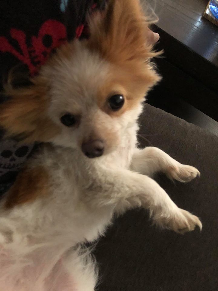Image of Munchie, Lost Dog