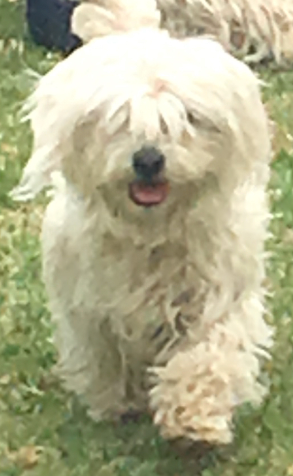 Image of Pepita, Lost Dog