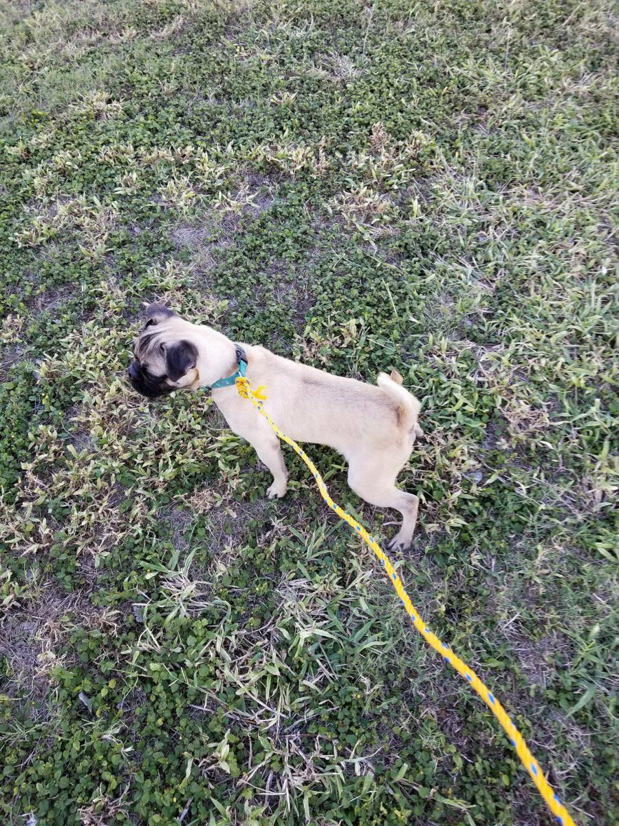 Image of Pugley, Lost Dog