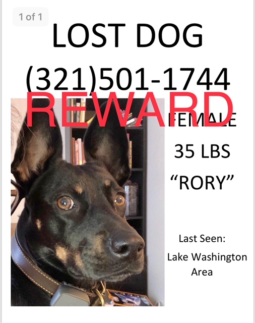 Image of Rory, Lost Dog
