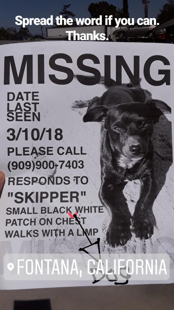 Image of skipper, Lost Dog