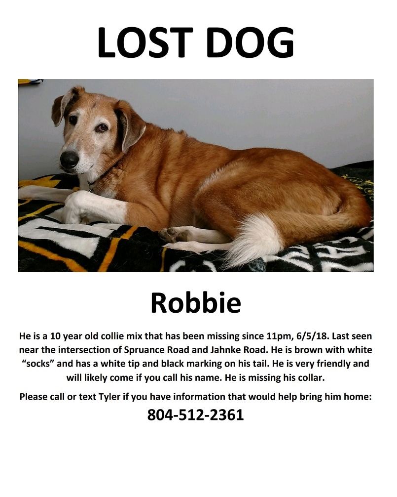 Image of Robbie, Lost Dog