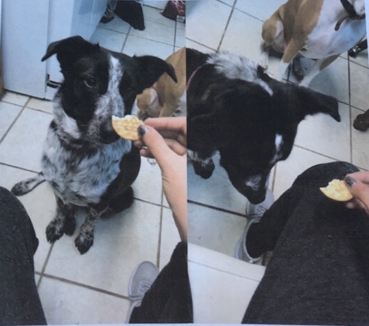 Image of Quinn, Lost Dog