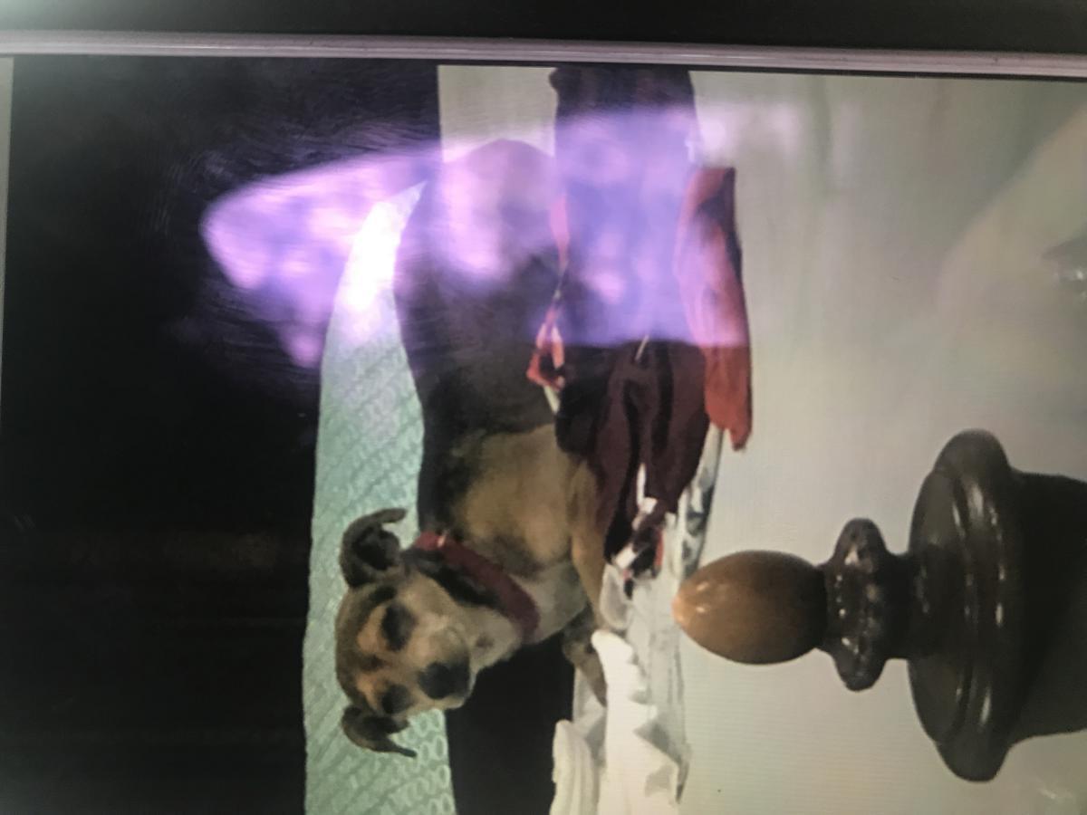 Image of Scooby, Lost Dog