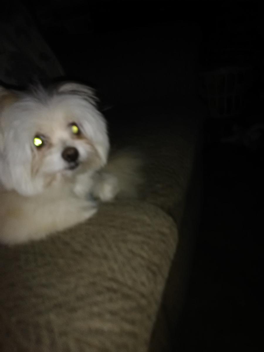 Image of colby, Lost Dog