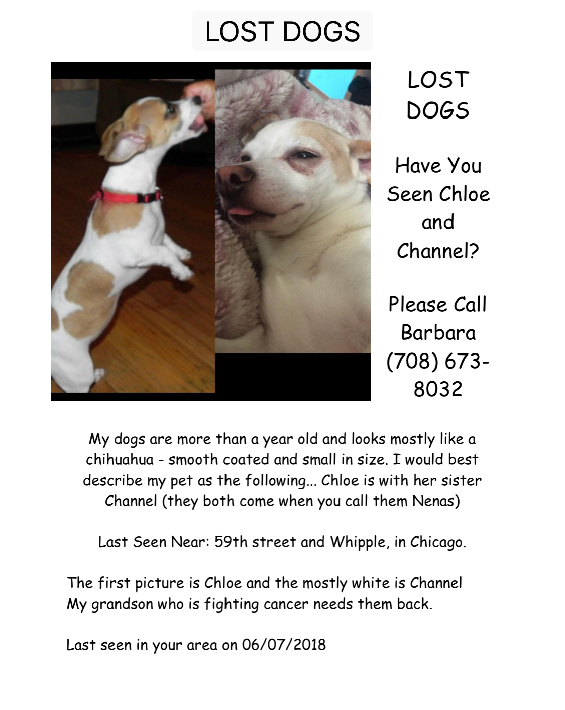 Image of Channel and Chloe, Lost Dog